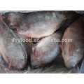 Frozen Black Tilapia Fish